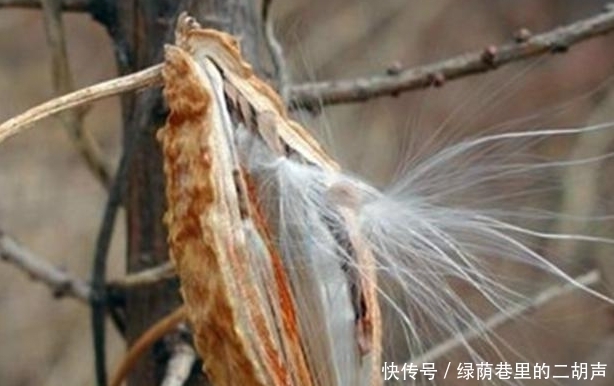 農村地里的這樣野果，稱之為“草藥之王”，能吃又能做藥材！