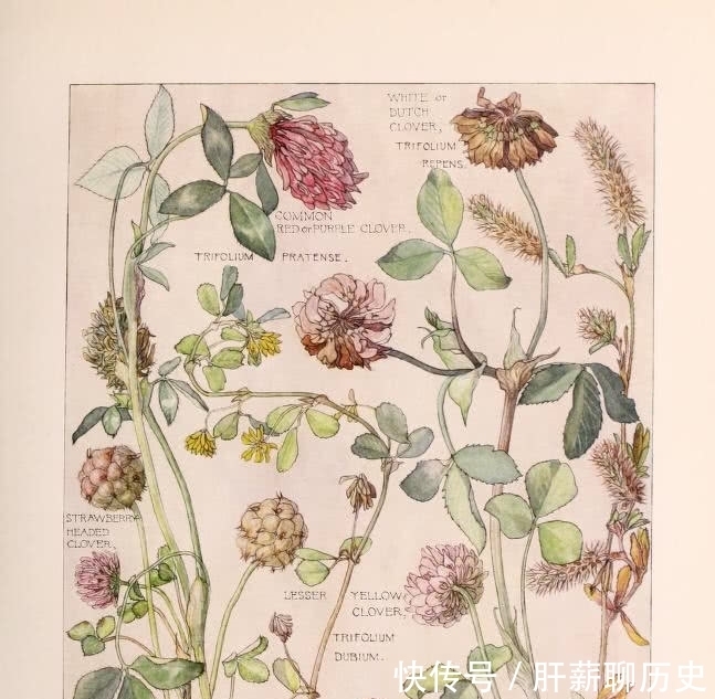 图鉴|美术欣赏之植物图鉴 工艺美术运动风格