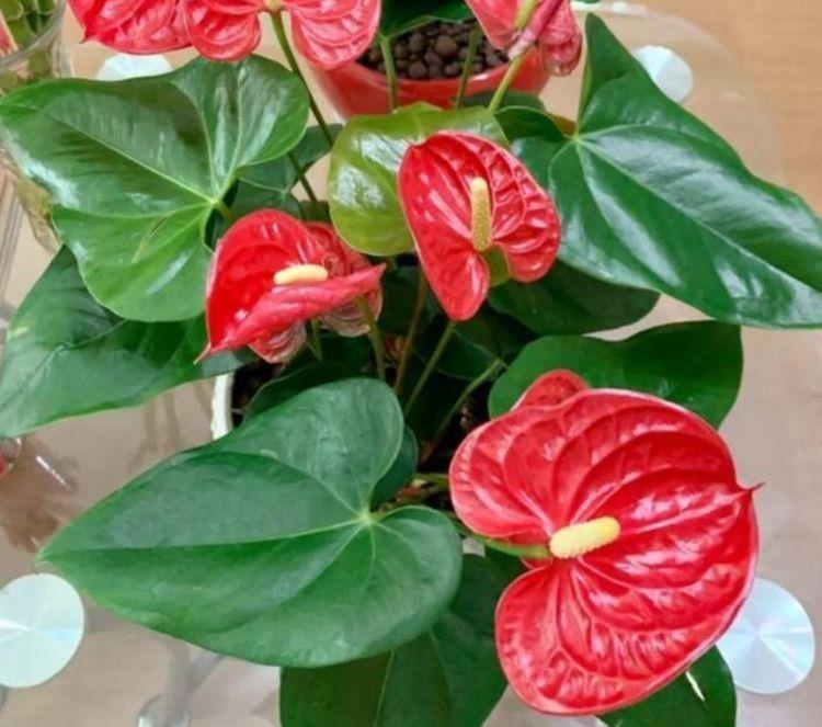 革质|4种花号称开花机器,一开就是大半年,阵阵花香,花朵大超美的
