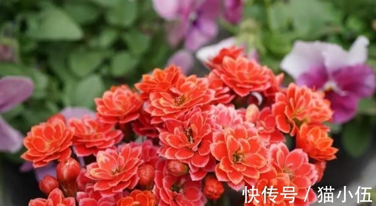 又到长寿花扦插季节,做好“2选3足”,15天长满白根!
