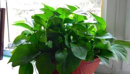 修剪|3种花,扦插最好活,枝条沾土就生根,不出俩月长满盆