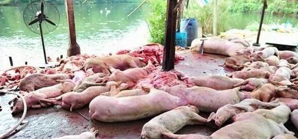 免疫|从五大方面来分析汇总为什么猪病难治,怎样解决这个难题