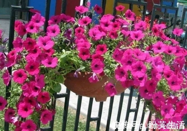 新手养护花卉，就养天气越热、开花越多的花卉，最适合新手！
