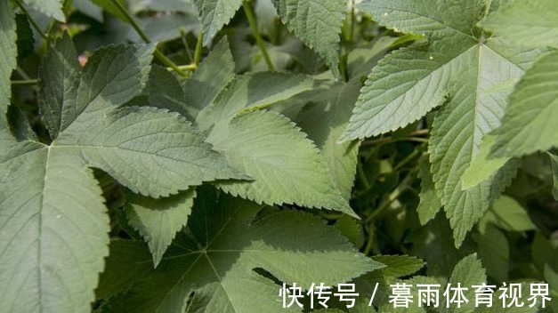 野草|农村地里一种常见野草，是治“皮肤瘙痒”的好药，一涂很快就见效