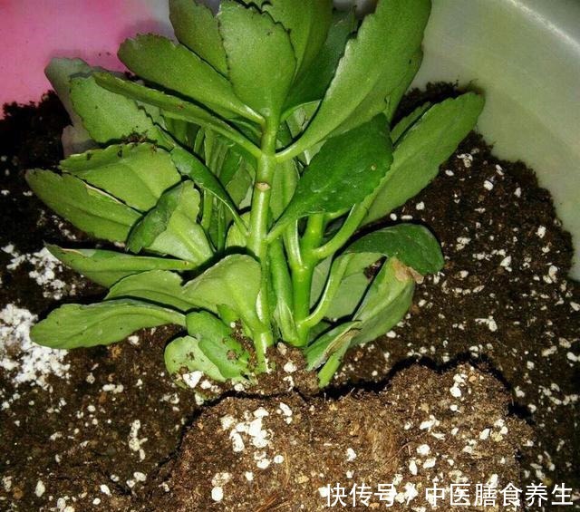 她对长寿花“痴迷”,2个阳台、6个窗台都摆满了,过年开成花海!