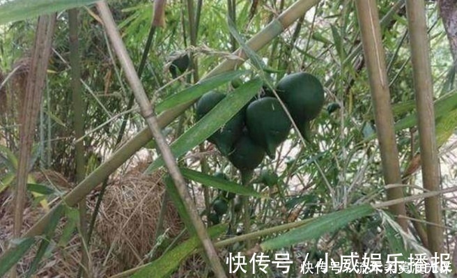 竹子|这植物50年结一次果实,一生只开一次花,很少人见过