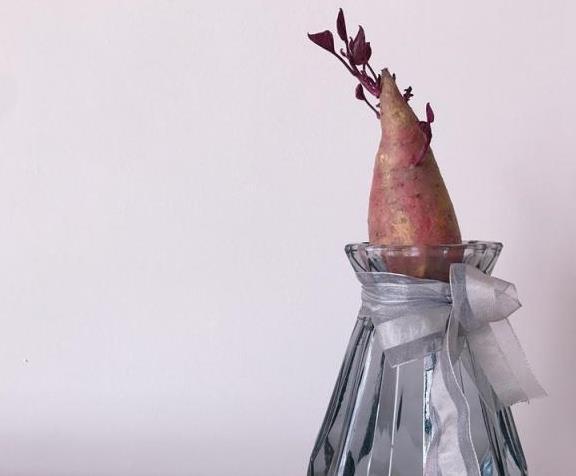 红薯水培教程来了,能看又能吃,惊喜源于生活