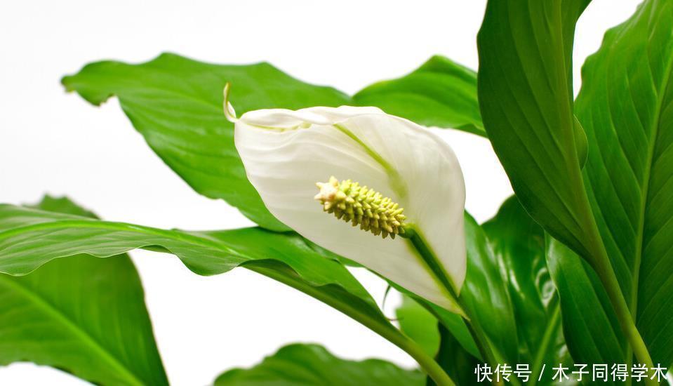 八种冬天可以水培开的花,现在是花期,花大又漂亮,真美