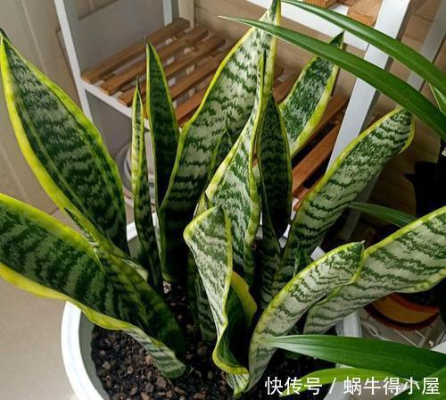 冬天养虎皮兰,做好3件事,叶片肥厚挺拔,绽放层叠群花!