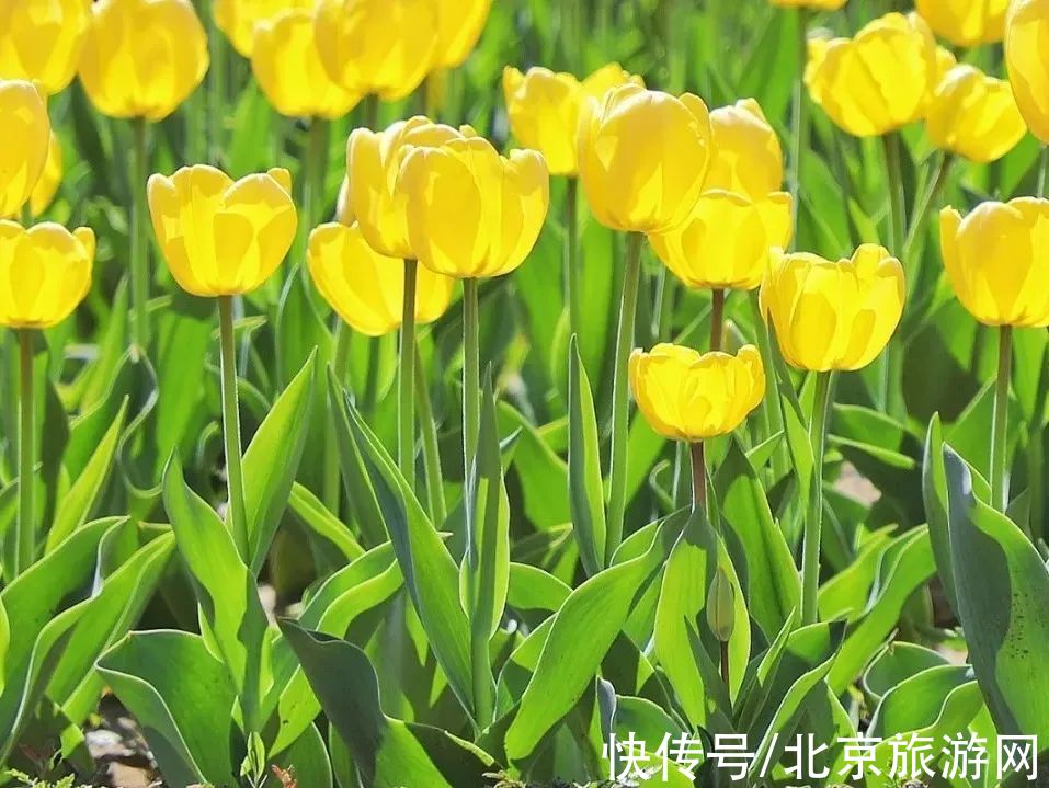 十渡|春已至,花绽放!这份房山赏花攻略请查收!