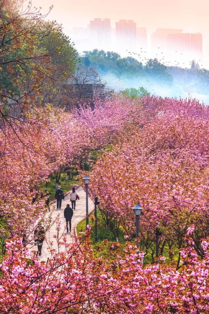 荆州3个最美赏樱点，湖北官宣！诚邀全国游客打卡