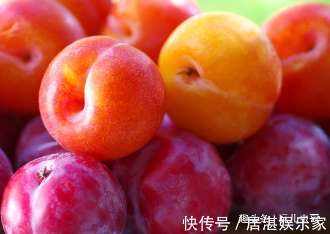 排水|李子美容养颜,润滑肌肤,做好3点,一样种出健康营养李子来