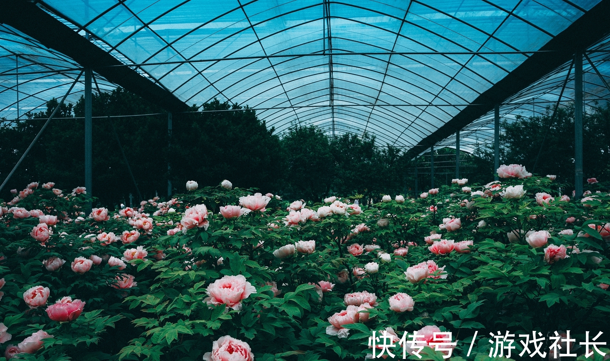 诗人#古代牡丹诗六首,其中一首是晚唐著名诗人罗隐的名作,您喜欢吗