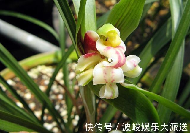 绿化|兰花被我养得面黄肌瘦黄叶掉叶怎么办3点措施还可以拯救一下