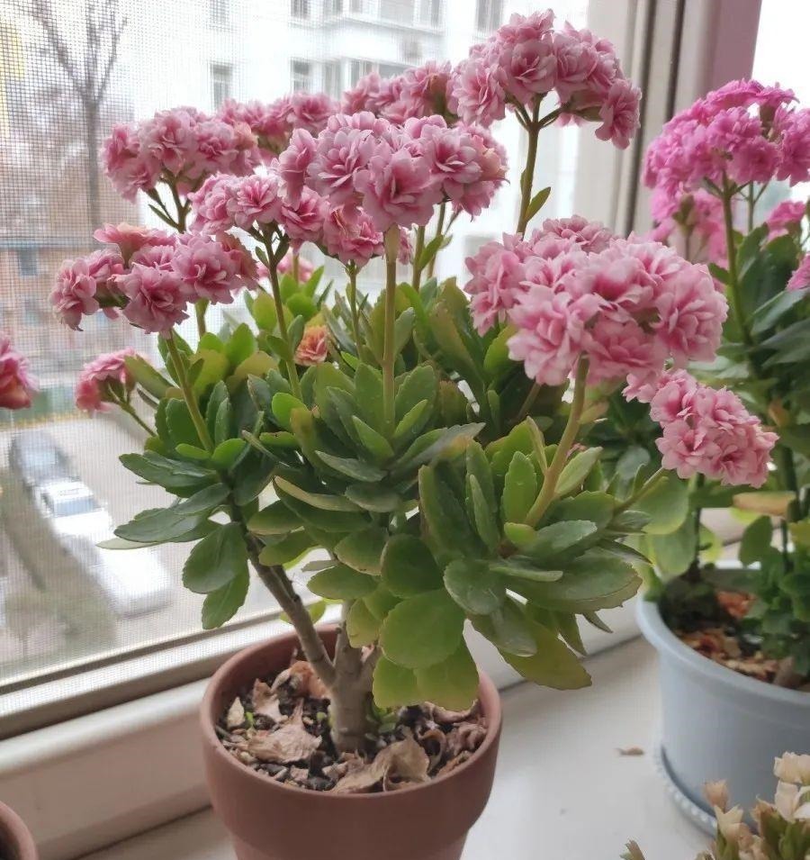 蟹爪兰|长寿花换盆,切忌越换越大,一直用小盆养才好!