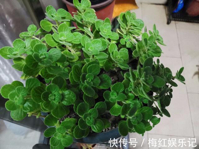 碰碰香|能“养人”的四种花,好养不怕热,可凉拌可泡茶,还能驱蚊子