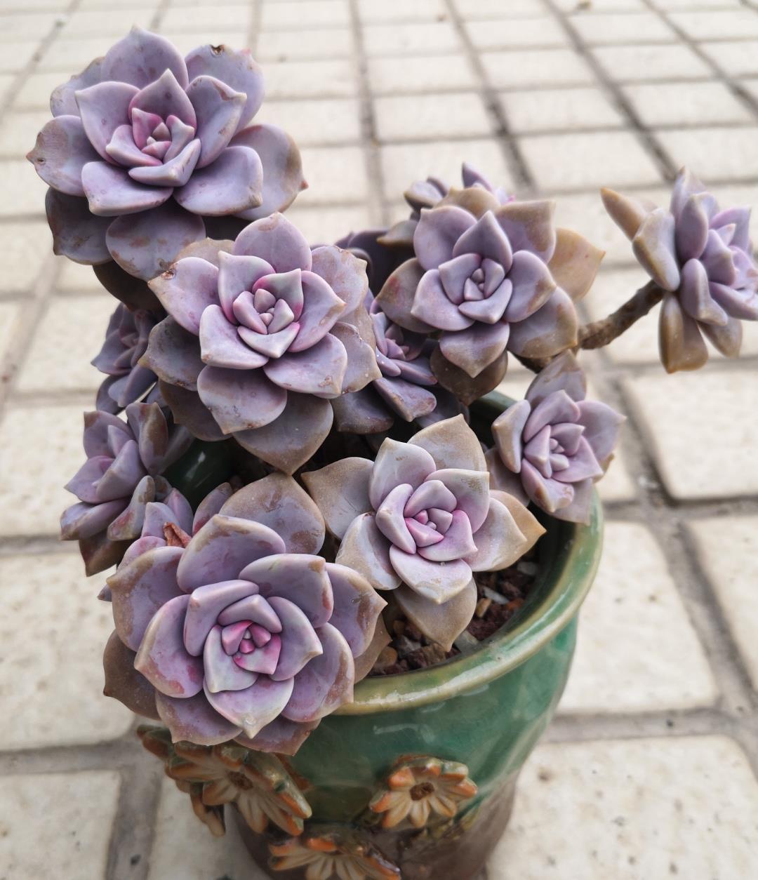 夏天|夏天就选这“三多肉”，不惧高温不休眠，40℃也能生机勃勃