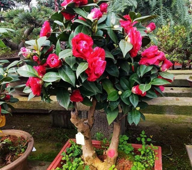 养“茶花盆栽”,“长势”瘦弱不饱满,做好5个方面,枝多花也多