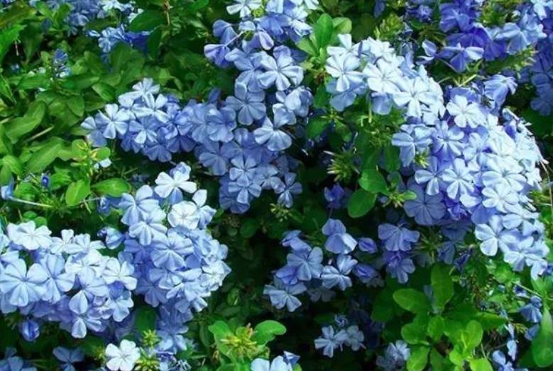 修剪|12月养蓝雪花,不能丢一边不管,几件事早点做,来年早开花