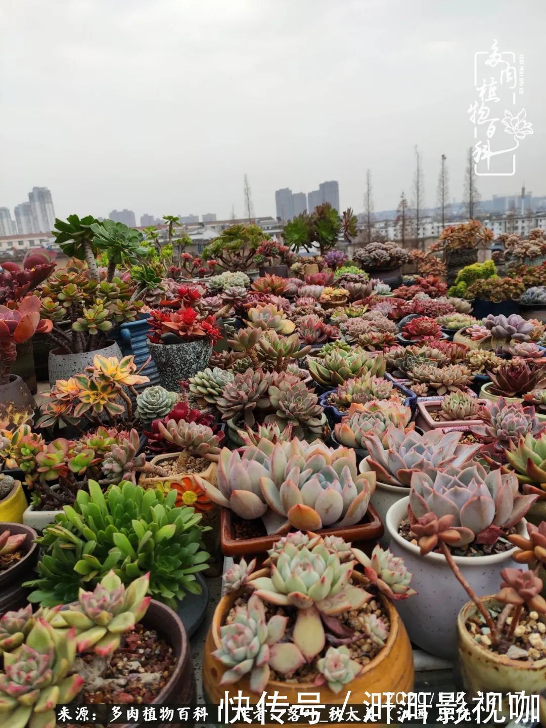 长势|为提升免疫力而养多肉植物，养肉后，体弱的我身体越来越好！