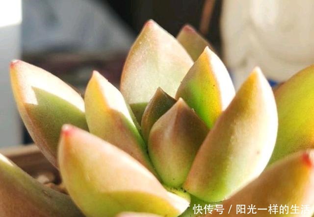 君君|养多肉,只会浇水叶片干瘪,没光泽,教你30天变成“小胖墩”