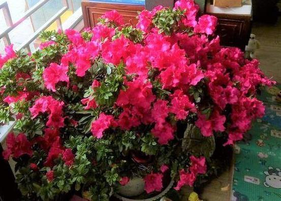 花草|水里滴点“它”浇花,管叫植物一整冬不黄叶、烂根