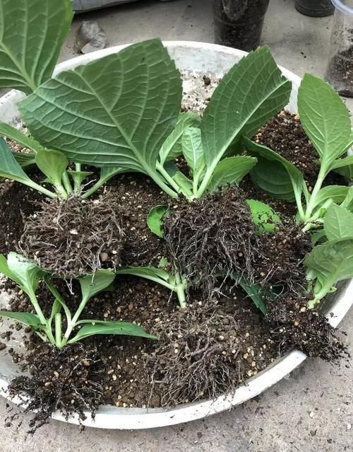 买绣球花是花苗好还是老桩好？