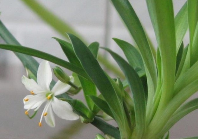 养好吊兰,学会3个方法,不干尖开花多,新芽呼呼冒,长满小吊兰