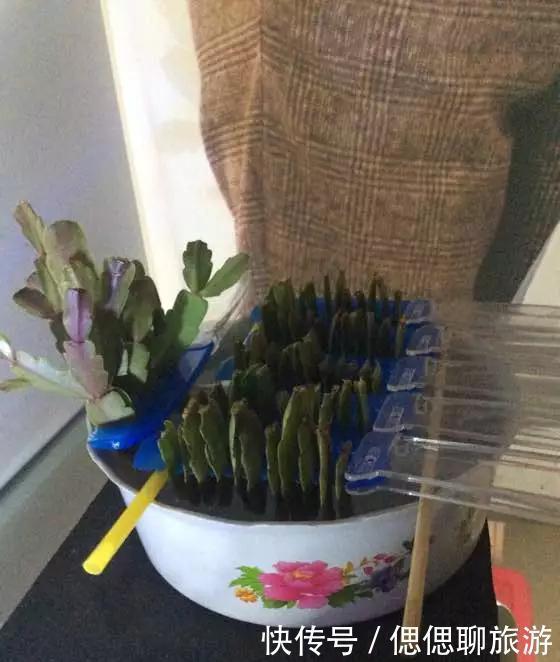 蟹爪兰叶子|蟹爪兰插在梳子上,一次50片,大白根呼呼冒,爆盆太过瘾