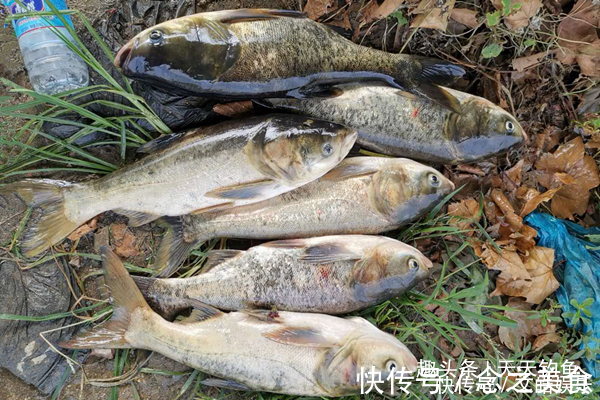 民间野钓饵料偏方几个大蒜饵料配方,小鱼绝对不沾,专门钓大鱼