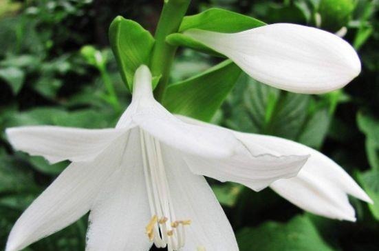 开花最香的5种花,家里养一盆,满屋飘香,养庭院,十里飘香