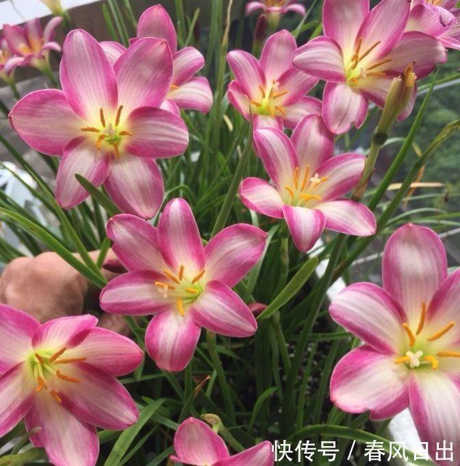 四款花朵超好养,花枝插盆里,一盆变多盆,绚丽多彩美极了