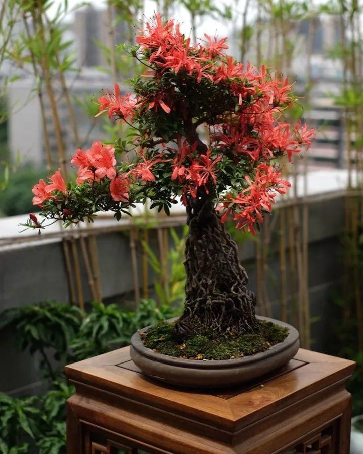 最小的盆,养最牛的花,还能开爆盆,真牛!