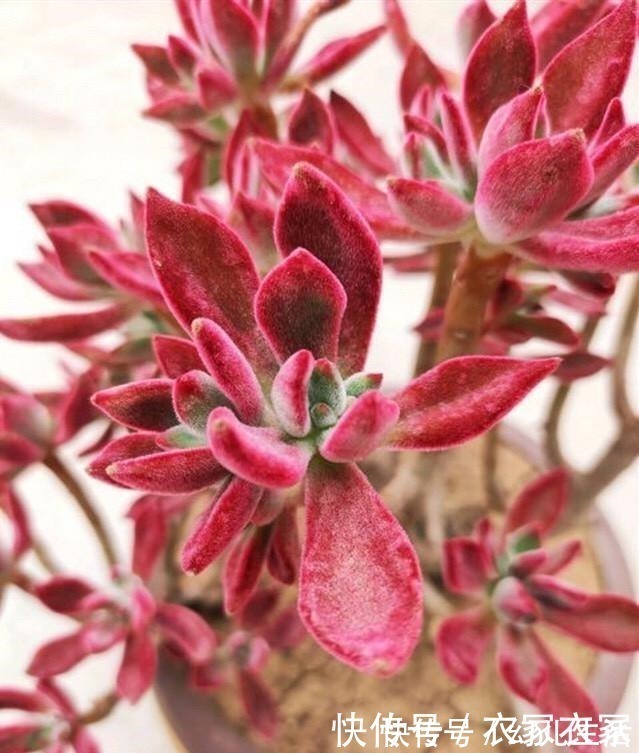 多肉|喜欢养多肉不能错过锦晃星,毛茸茸、红彤彤,相机都拍不出它的美!