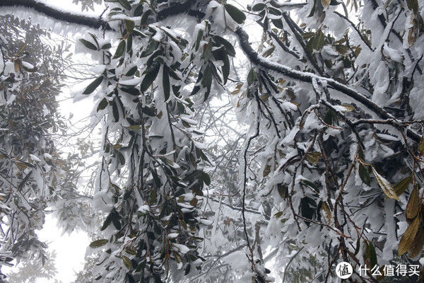 金佛山|夏日忆雪---重庆南川金佛山赏雪记