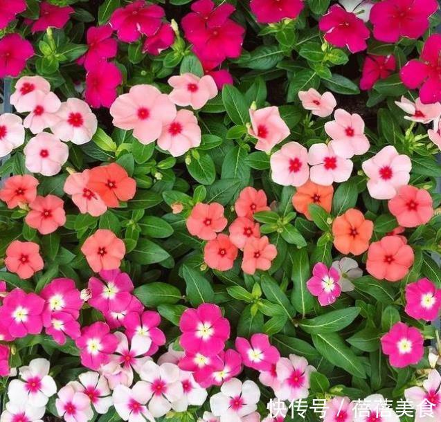 养花就养个花期长的,花大色艳,越晒开花越多,家里变花海!
