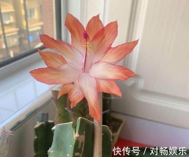 花草|这三种花再喜欢也不能夏天买，不好养难伺候，买回来就后悔