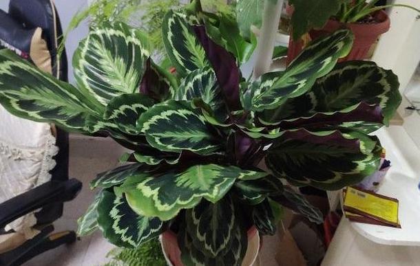 养花高手想要练成大神,处理这6件事就得游刃有余