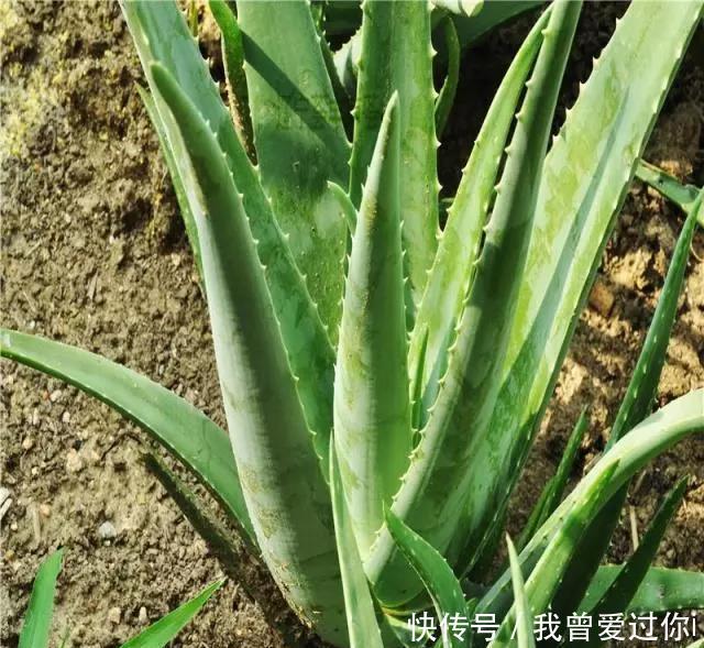 养芦荟、虎皮兰,这样“配土”,3年不换盆,叶片水灵,长势旺