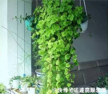 吸毒花|8种“吸毒花”,家里养一盆,废气吸光光,净化空气一级棒