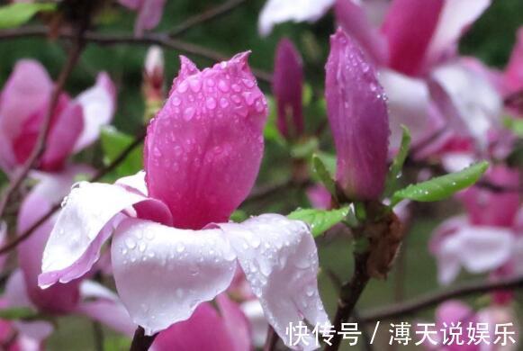 花色|想养花试试“它”花语灵魂高尚,花色“从里到外”会变色