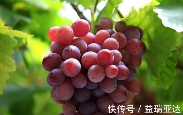 罗医生|葡萄和此物是天生的“死对头”，不能一起食用，早知早好