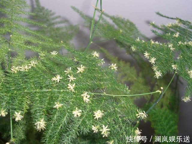 修剪|文竹如何修剪简单“1招”,新芽不断冒,株型漂亮,茁壮茂盛