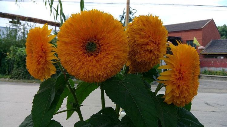 此新型观赏花卉，养护简单，花朵奇特，观赏价值高，盆栽养花选它