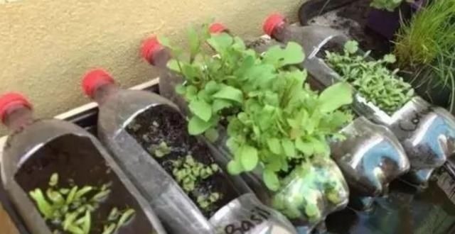 捡30个“空油桶”饮料瓶,这样种菜养花,家里都不用“买菜”了