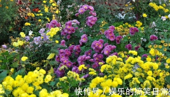 杜甫！千古名句赏析：3个写菊花的名句，第三句流传极广，杜甫的很凄凉