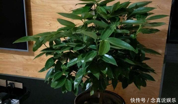 客厅养花“条条是框,处处是坑”2种镇宅树,客厅再小也要养