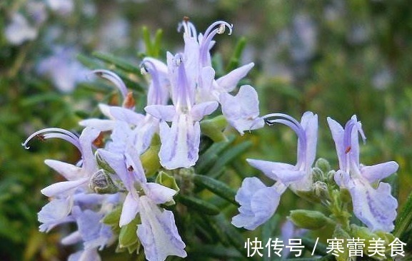 茉莉花|养花就养此“香水花”,比栀子花香,比茉莉花好看,花开200天