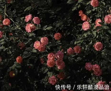 星座|易招桃花，回头率高，天生被魅力女神维纳斯眷顾的五大星座女