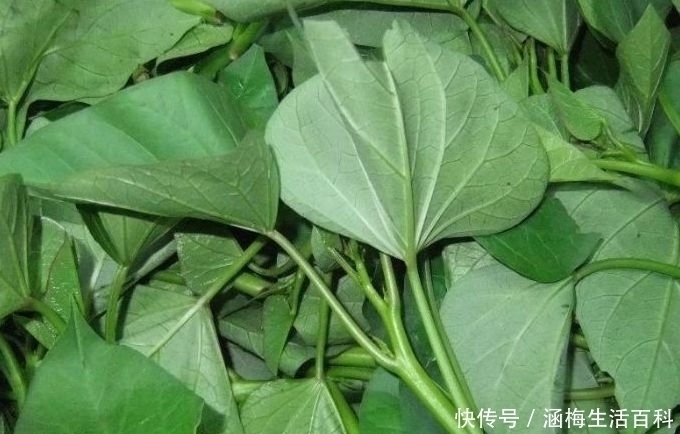 劳苦人|农村曾经的野菜，劳苦人的救命菜，如今被誉为“长寿或长命菜”